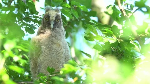 Close up of chick of long eared owl (Asio otus) gazing from bush by big eyes. Stock Footage 145700500