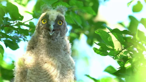 Close up of chick of long eared owl (Asio otus) gazing from bush by big eyes. Stock Footage 145700671