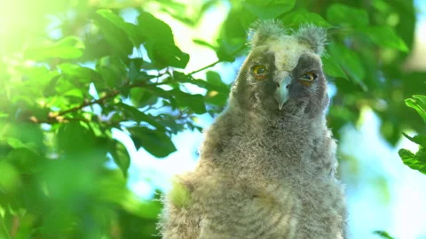 Close up of chick of long eared owl (Asio otus) gazing from bush by big eyes. Stock Footage 145700735