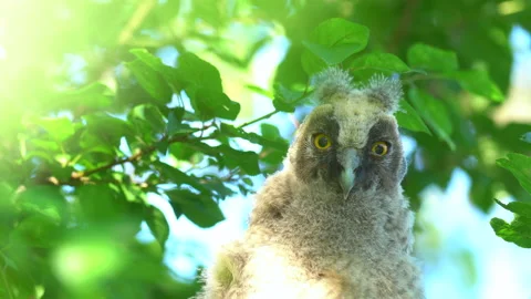 Close up of chick of long eared owl (Asio otus) gazing from bush by big eyes. Stock Footage 145700857