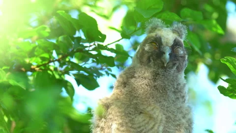 Close up of chick of long eared owl (Asio otus) gazing from bush by big eyes. Stock Footage 145700977