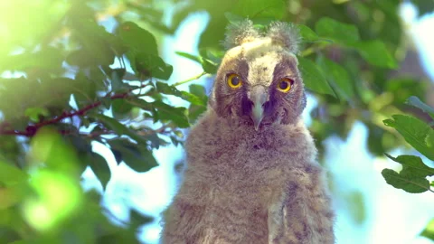 Close up of chick of long eared owl (Asio otus) gazing from bush by big eyes. Stock Footage 145701105