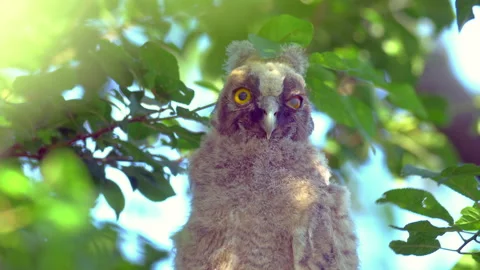 Close up of chick of long eared owl (Asio otus) gazing from bush by big eyes. Stock Footage 145701157