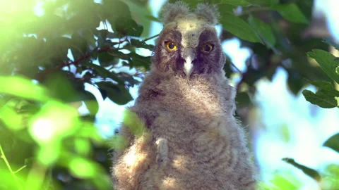 Close up of chick of long eared owl (Asio otus) gazing from bush by big eyes. Stock Footage 145730911