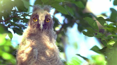 Close up of chick of long eared owl (Asio otus) gazing from bush by big eyes. Stock Footage 145731033