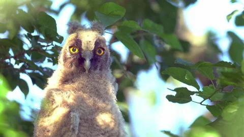 Close up of chick of long eared owl (Asio otus) gazing from bush by big eyes. Stock Footage 145731368