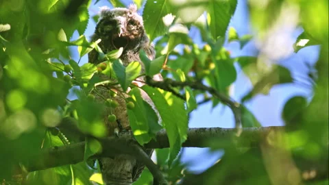 Close up of chick of long eared owl (Asio otus) gazing from bush by big eyes. Stock Footage 261000014
