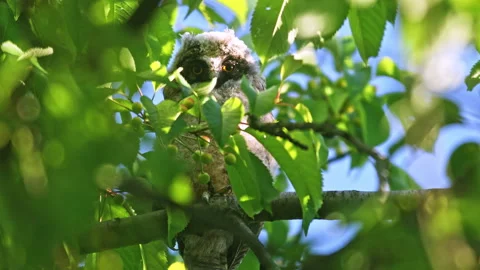 Close up of chick of long eared owl (Asio otus) gazing from bush by big eyes. Stock Footage 261076384