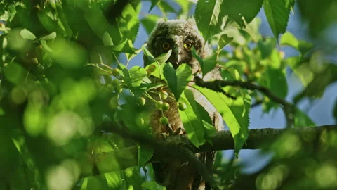 Close up of chick of long eared owl (Asio otus) gazing from bush by big eyes. Stock Footage 261086038