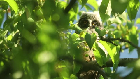 Close up of chick of long eared owl (Asio otus) gazing from bush by big eyes. Stock Footage 261358660