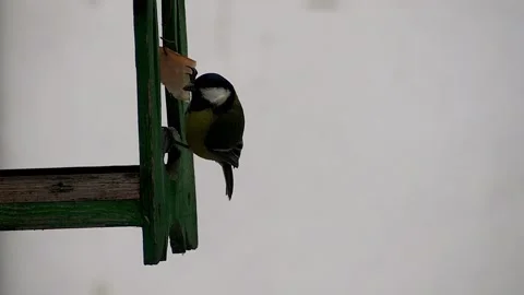 Close-up of a chickadee bird pecking at a piece of bacon suspended from a fee Stock Footage 153803932