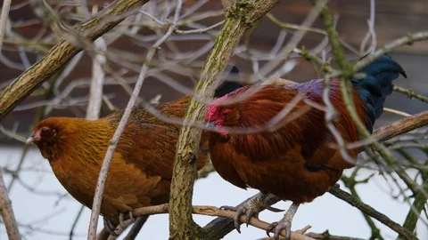 Close up of chicken and rooster Stock Footage 122177116