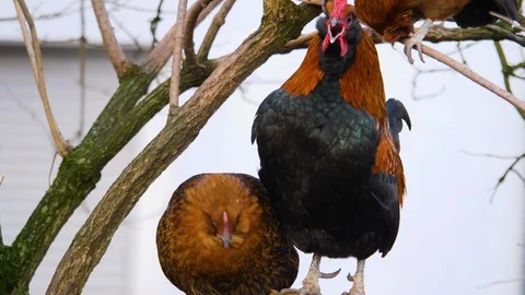Close up of chicken and rooster Stock Footage 122177391
