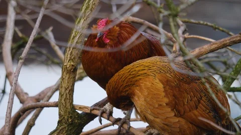 Close up of chicken and rooster Stock Footage 122178297