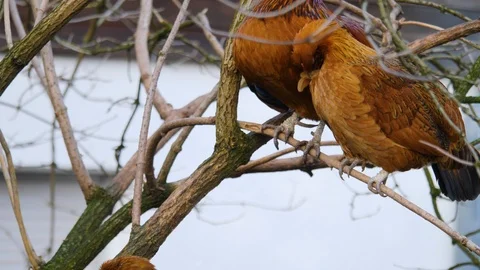 Close up of chicken and rooster Video stock 122178355