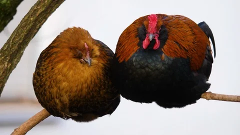 Close up of chicken and rooster Stock Footage 122178537