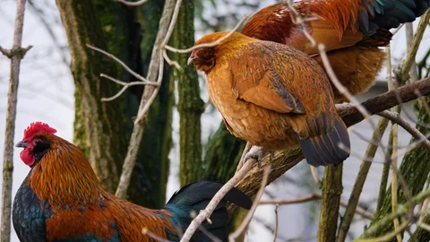Close up of chicken and rooster Stock-Footage 122178712