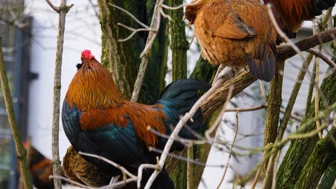 Close up of chicken and rooster Video stock 122178764