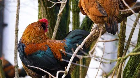 Close up of chicken and rooster Stock Footage 122178961