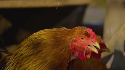Close up of chicken and rooster Stock Footage 153799683