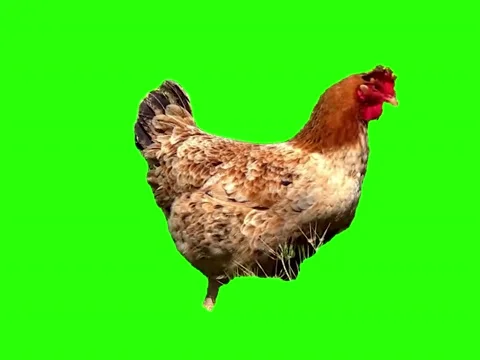 Close up Chicken animated Stock Footage 236408022