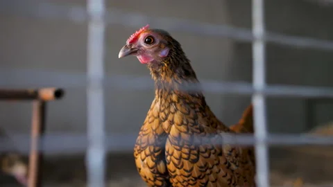 Close-up of a chicken in a cage. Growing chickens at home. Pets. Private farming Stock Footage 200853885