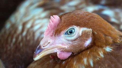 Close up of chicken, Chicken sleeping, sick chicken. Stock Footage 139858015