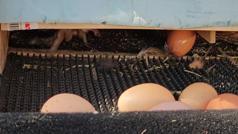 Close up of chicken coop while hen lay egg that gets stuck in separator Stock Footage 268904299