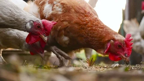 A close-up of a chicken that eats wheat Stock Footage 80265463