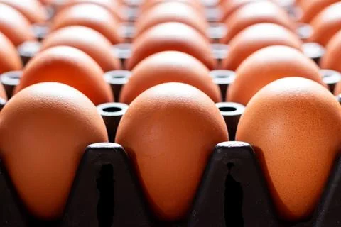 Close up chicken eggs in plastic tray Stock Photos