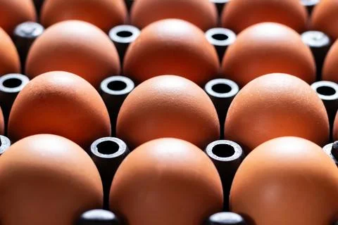 Close up chicken eggs in plastic tray Stock Photos