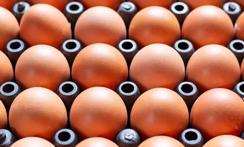 Close up chicken eggs in plastic tray Stock Photos