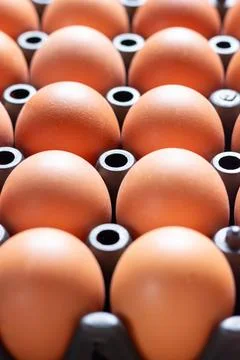 Close up chicken eggs in plastic tray Stock Photos