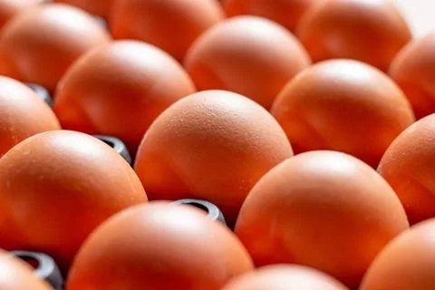 Close up chicken eggs in plastic tray Stock Photos