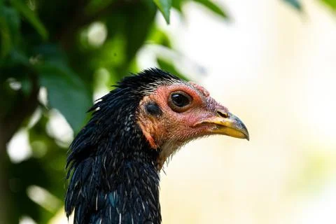 Close Up Chicken Face with Soft Background. Hen Portrait in Natural Sunligh.. Stock Photos