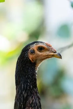 Close Up Chicken Face with Soft Background. Hen Portrait in Natural Sunligh.. Stock Photos