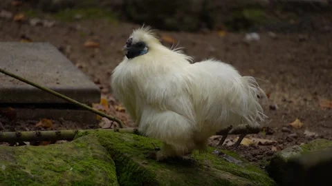Close up of chicken in fall Stock Footage 289468014