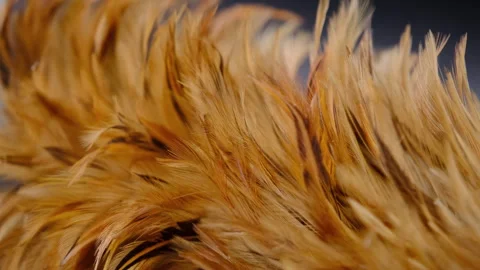 Close-up of the chicken feather duster stick. Video stock 260533084