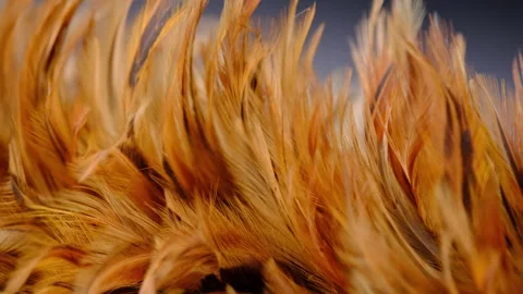 Close-up of the chicken feather duster stick. Stock Footage 260774579