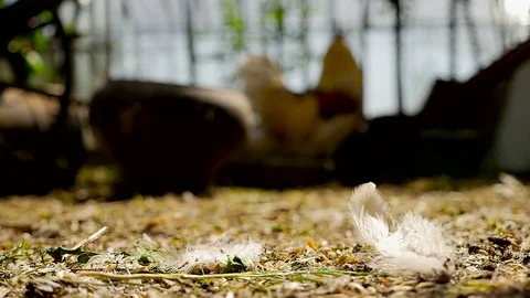 Close-up of a chicken feather Stock Footage 80281729