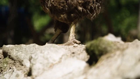 Close up on chicken feet Stock Footage 92408898