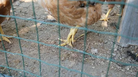 Close up of chicken feet while walking Stock Footage 306000837