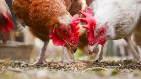 Close-up of chicken Stock Footage 80265644