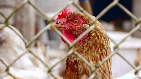 Close-up of chicken Stock Footage 80278778