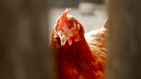 Close-up of chicken Stock Footage 80280534