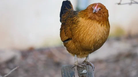 Close up of chicken Stock Footage 122177728