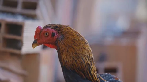 Close up of a chicken 動画素材 128141457