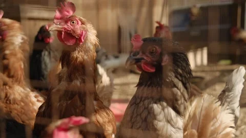 A close up of a chicken Stock Footage 131960813