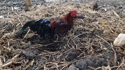 Close Up Of Chicken Video stock 254337939