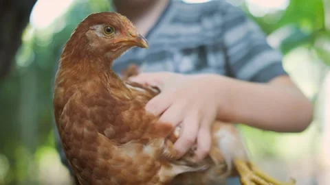 Close-up of a chicken in the hands of a child. Stock Footage 137417388